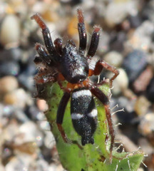 Sergiolus columbianus