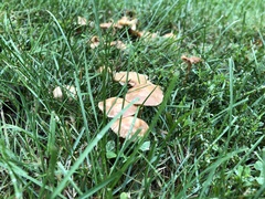 Marasmius oreades