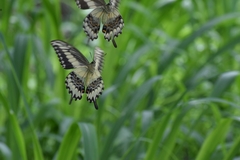 Heraclides ornythion