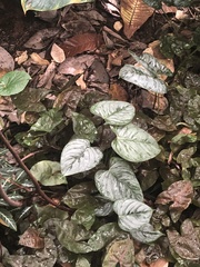 Philodendron brandtianum