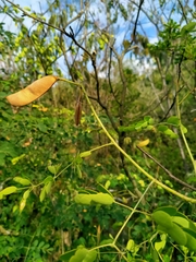 Erythrostemon mexicanus