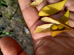 Erythrostemon mexicanus