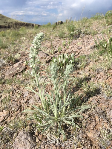 Weber's Cryptantha (Oreocarya weberi)