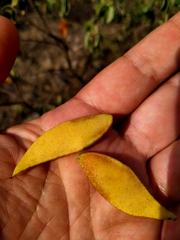 Erythrostemon mexicanus