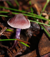 Thaxterogaster submagellanicus