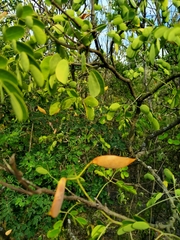 Erythrostemon mexicanus
