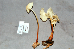 Marasmius congregatus