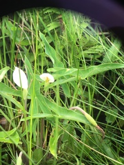 Peltandra sagittifolia