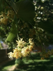 Tilia