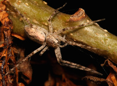 Ornodolomedes