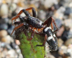 Sergiolus columbianus