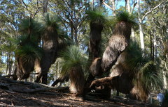 Xanthorrhoea glauca