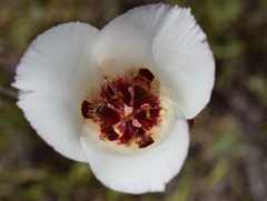 Calochortus simulans
