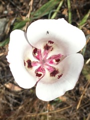 Calochortus argillosus