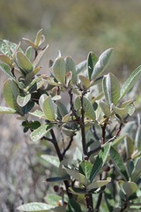 Salix breweri