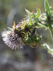 Cirsium fontinale