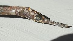 Syngnathus temminckii