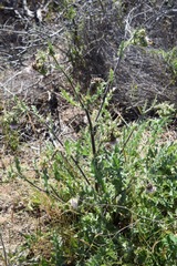 Cirsium fontinale