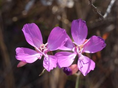 Clarkia bottae