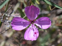 Clarkia bottae