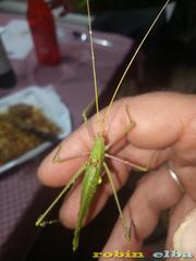Acrometopa italica