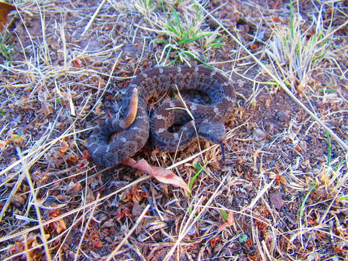 Queretaran Dusky Rattlesnake, Crotalus aquilus