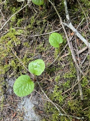 Pyrola minor