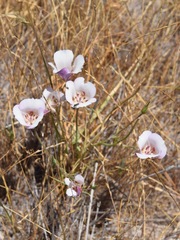 Calochortus argillosus