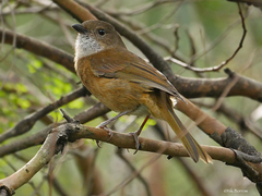 Pachycephala olivacea