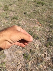 Boechera sanluisensis