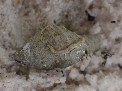 Stramonita floridana image