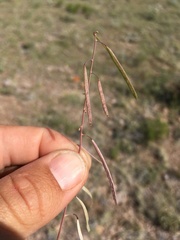 Boechera sanluisensis