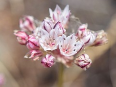 Allium lacunosum
