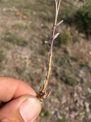 Boechera sanluisensis