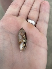 Isocheles wurdemanni