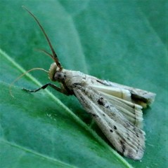 Cactoblastis cactorum