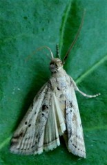 Cactoblastis cactorum