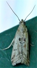 Cactoblastis cactorum