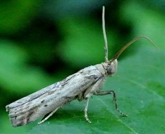 Cactoblastis cactorum