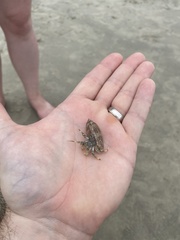 Isocheles wurdemanni