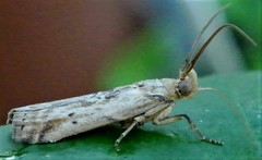 Cactoblastis cactorum