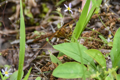 Neurocordulia xanthosoma