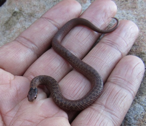 Mexican Brown Snake, Storeria storerioides