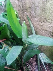 Maranta