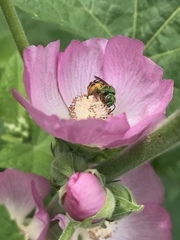Agapostemon virescens