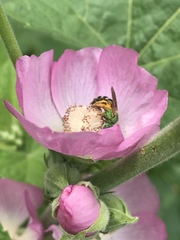 Agapostemon virescens