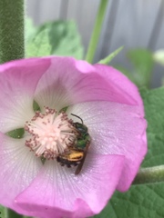 Agapostemon virescens