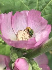 Agapostemon virescens