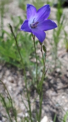 Campanula petiolata