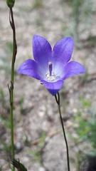Campanula petiolata